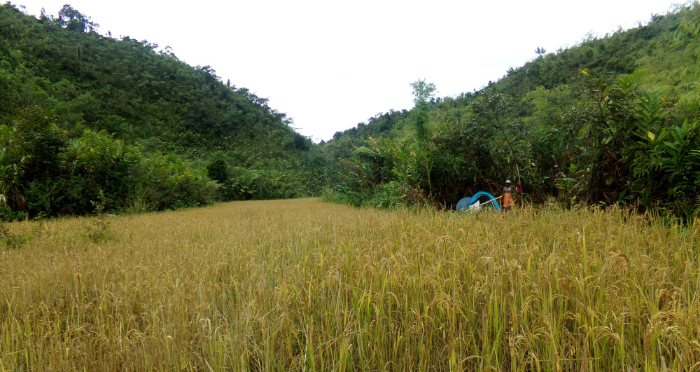Rice paddy guarding 2020-2021: assessment of the main season campaign ...