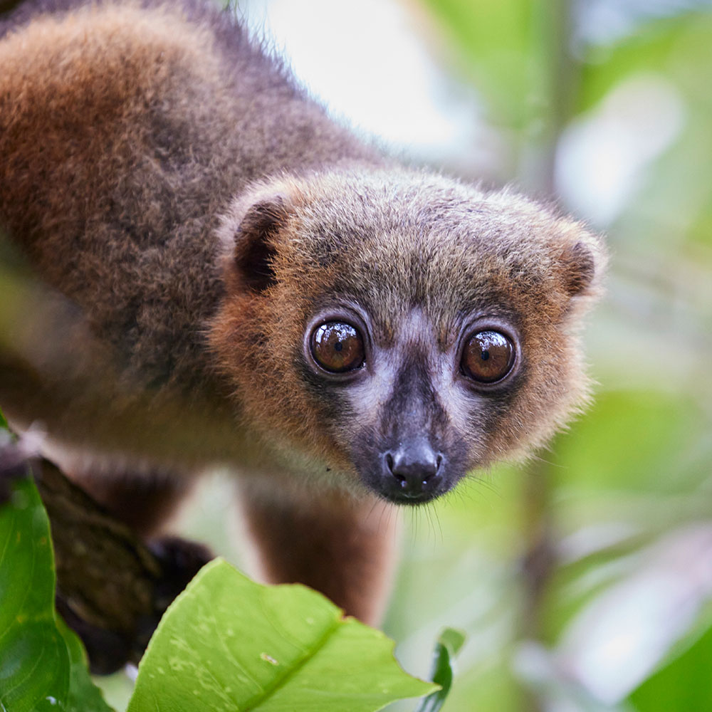 Lemur à ventre roux - Helpsimus